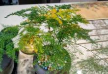 文竹喜欢水吗？该如何给文竹浇水？