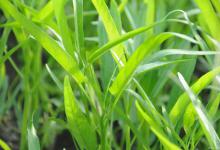 空心菜种植时间以及一些注意事项，适合南方