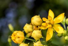 迎春花烂根怎么办