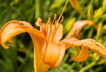 萱草和鸢尾的区别