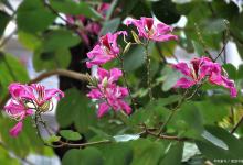 阳台如何养紫荆，需要注意什么