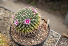 仙人球烂了还能活吗