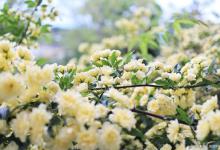 木香花的种植方法和注意事项