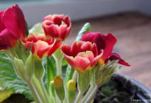 仙客来烂根怎么补救，解决办法快看