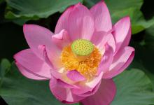 荷花的资料，荷花几月份开