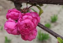 阳台如何养榆叶梅，需要注意什么