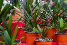 君子兰不开花可能是这5个原因引起的