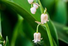 铃兰可以室内养吗，有什么注意事项