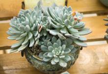 冬美人和胧月的区别，哪个好养