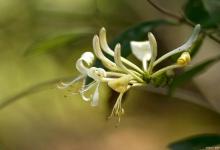 金银花烂根怎么处理