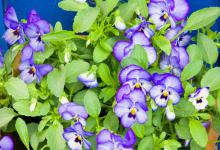 盆栽三色堇第二年还发芽开花吗