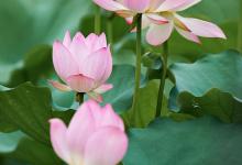 荷花、百合、瓜叶菊、栀子花的生长习性和注意事项