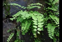 铁线蕨的养殖方法和注意事项，叶片发黄的原因是什么