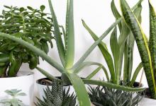 虎皮兰可以用啤酒浇吗