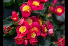 阳台如何养丽格海棠，需要注意什么