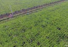 百香果怎么种植果实会比较多？值得收藏