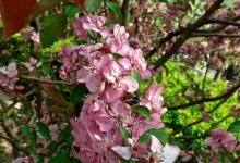 紫叶李和樱花区别是什么