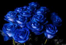 99朵蓝色妖姬花语是什么