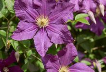 当发现铁线莲烂根时，该怎么办呢？