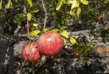 石榴生虫怎么办？怎么处理