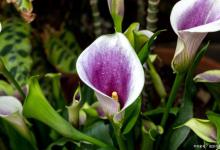 马蹄莲、牡丹花插花放多少水