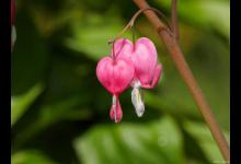 荷苞花的养殖方法和注意事项