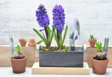 风信子的花语和寓意，可以送给谁