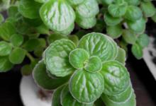 碰碰香烂根处理方法