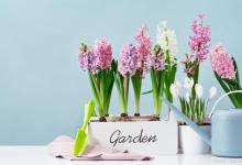 风信子不照阳光可以开花么