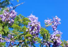 蓝花楹、仙人球、火棘什么时候开花结果，不结果的原因是什么