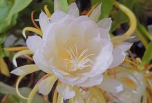 昙花烂根了要怎么办