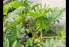 为什么春羽植物这么少人养？