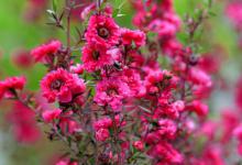 松红梅什么时候开花？春季之间花开最为旺盛