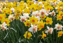 水养水仙花烂根要怎么办