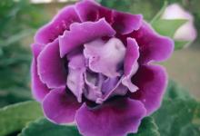 大岩桐上盆后要剪掉花吗