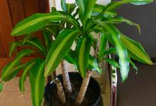 怎么促进巴西木的生长以及开花