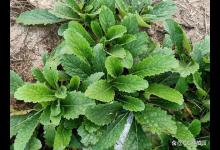 野生地黄什么季节挖？一文解决！