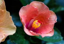 5个小盆栽芙蓉花的小妙招，保证让你家盆栽的芙蓉花开