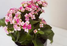 长寿花换盆时间，换盆后叶子发软怎么办