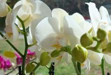 香雪兰的花期是什么时候？2月份~5月份之间