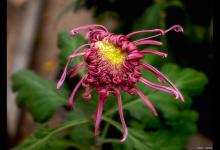 菊花几月份修剪最好？如何修剪？