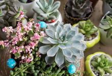 多肉爱好者必看：多肉的服盆期详解