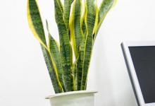 虎皮兰怎么养比较好，千万不要频繁浇水