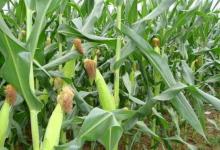 怎么种植玉米产量高，给玉米浇水时应该注意两点