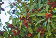 杨梅什么时候成熟？这里有几个小技巧！