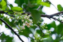 木姜子花的养殖方法和注意事项