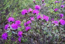 杜鹃花怎么种植比较好，要注意养殖的温度