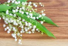 铃兰烂根：摆脱困境，重拾美丽！