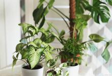 绿植养护知识和方法