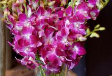 洋兰切花能养多少天